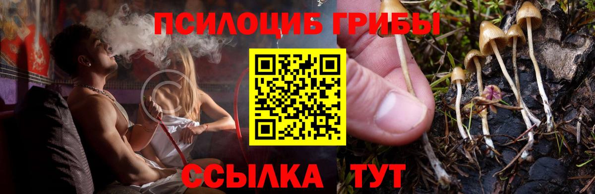Галлюциногенные грибы Psilocybe Ноябрьск