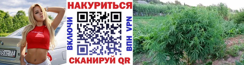 kraken как войти  это официальный сайт  Конопля планчик  Ноябрьск 